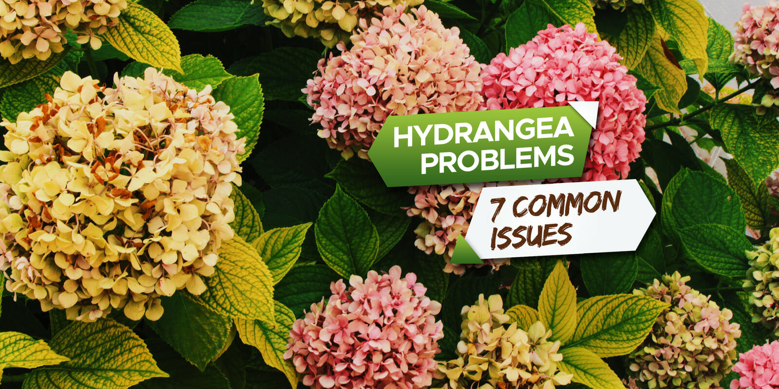 pictures of hydrangea leaf problems