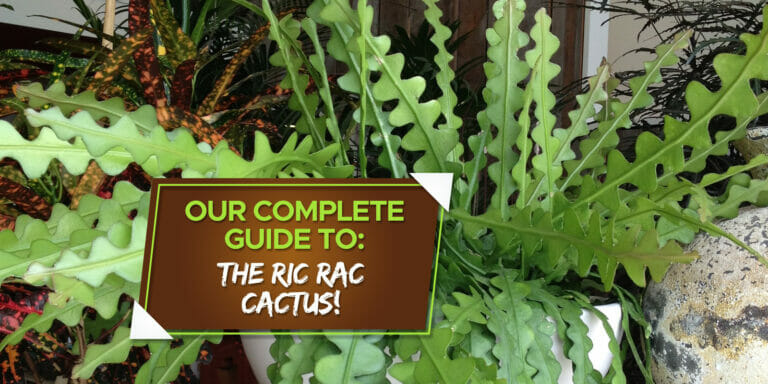 ric rac cactus