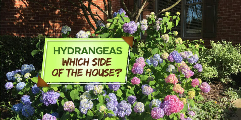 what side of the house do you plant hydrangeas