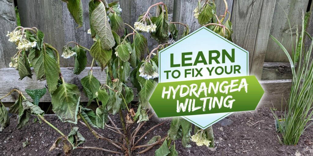 why is my hydrangea wilting
