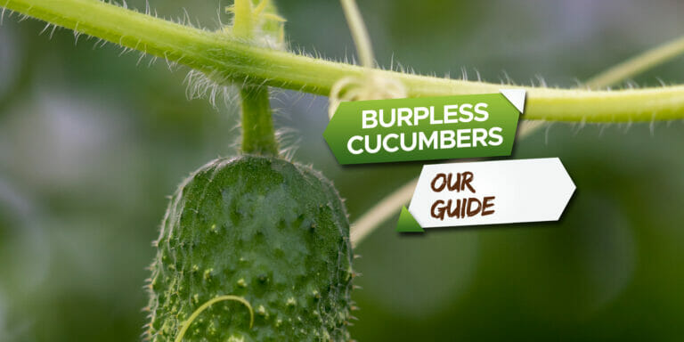 burpless cucumbers