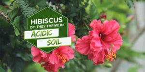 Do Hibiscus Like Acidic Soil? [Explained] - Grow Your Yard