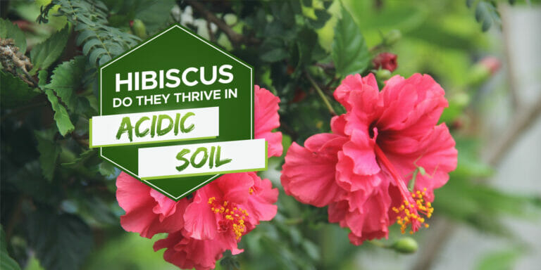 do hibiscus like acidic soil