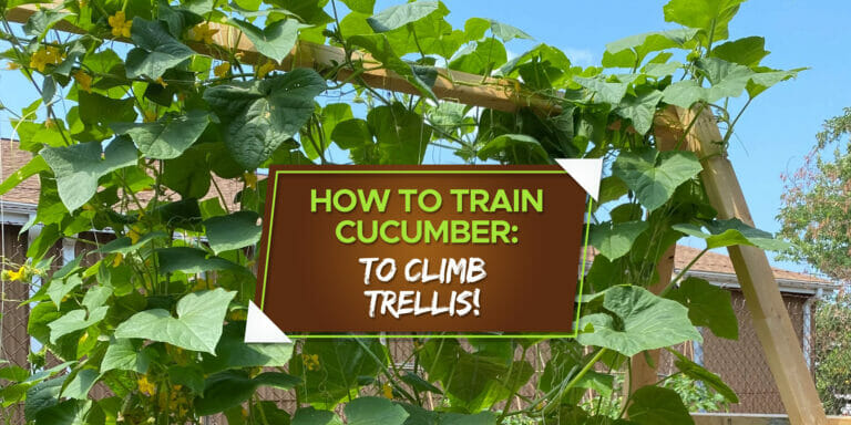 how do you train a cucumber to climb