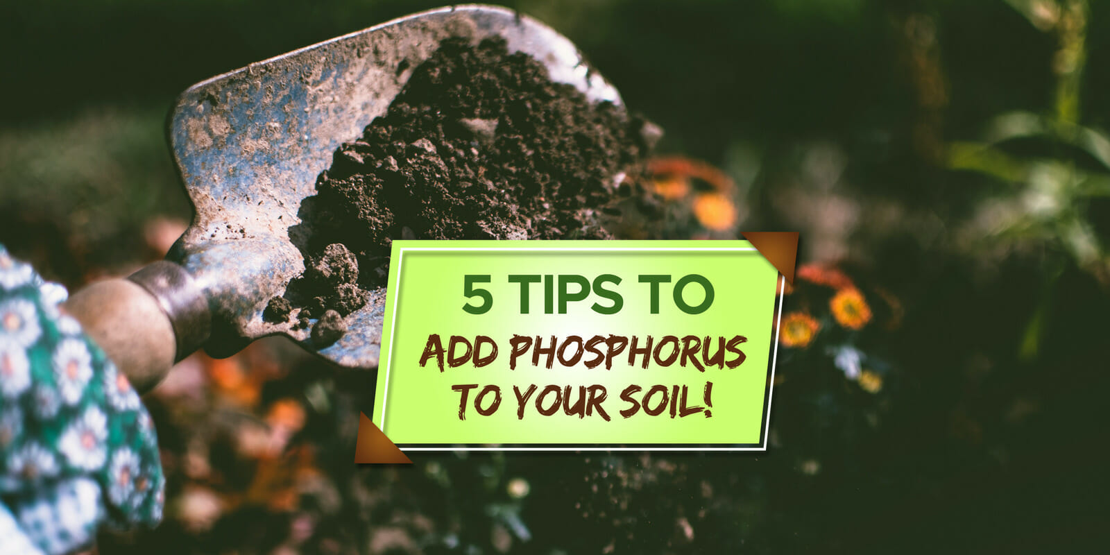 how to add phosphorus to soil