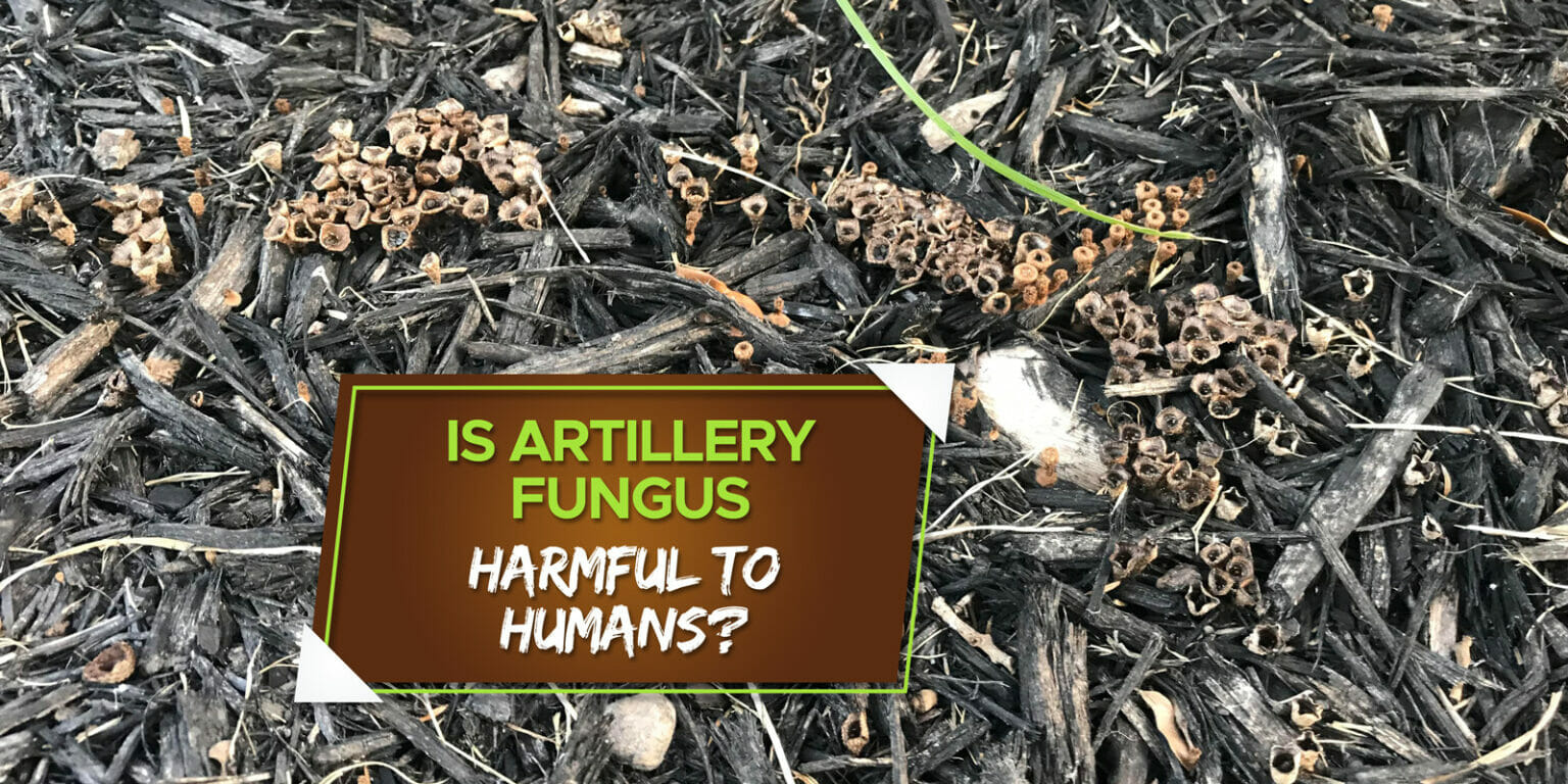 Is Artillery Fungus Harmful to Humans? [Explained] Grow Your Yard