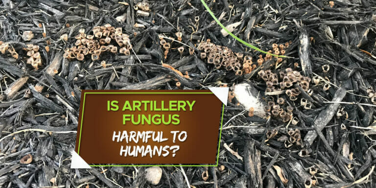 is artillery fungus harmful to humans