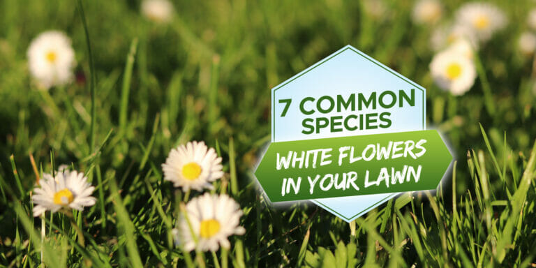 small white flower in grass