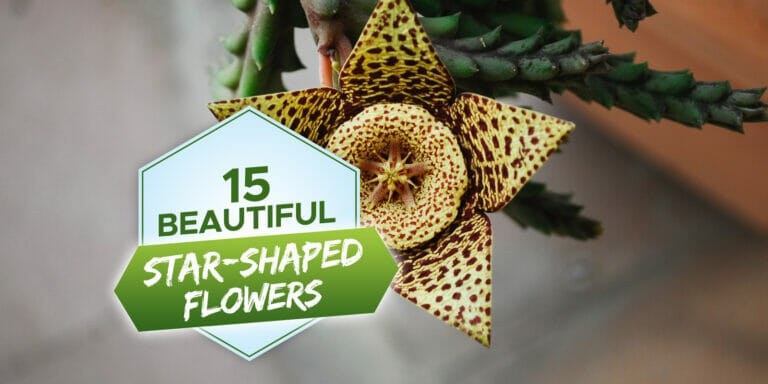 star shaped flowers