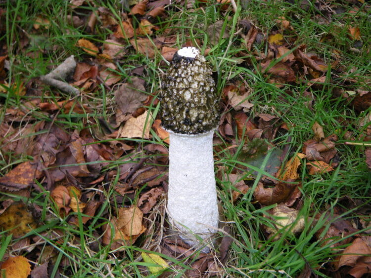 How to Get Rid of Stinkhorn Fungus? [Explained!] - Grow Your Yard