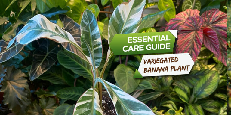 variegated banana plant care guide