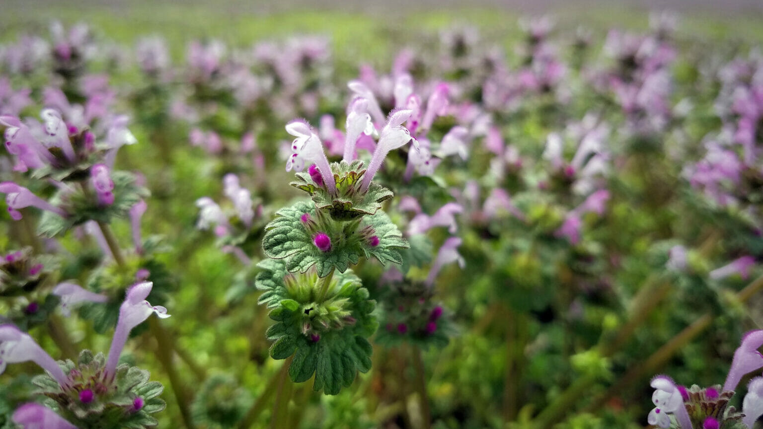 Henbit Image