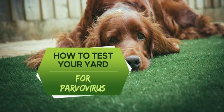 how to test your yard for parvo