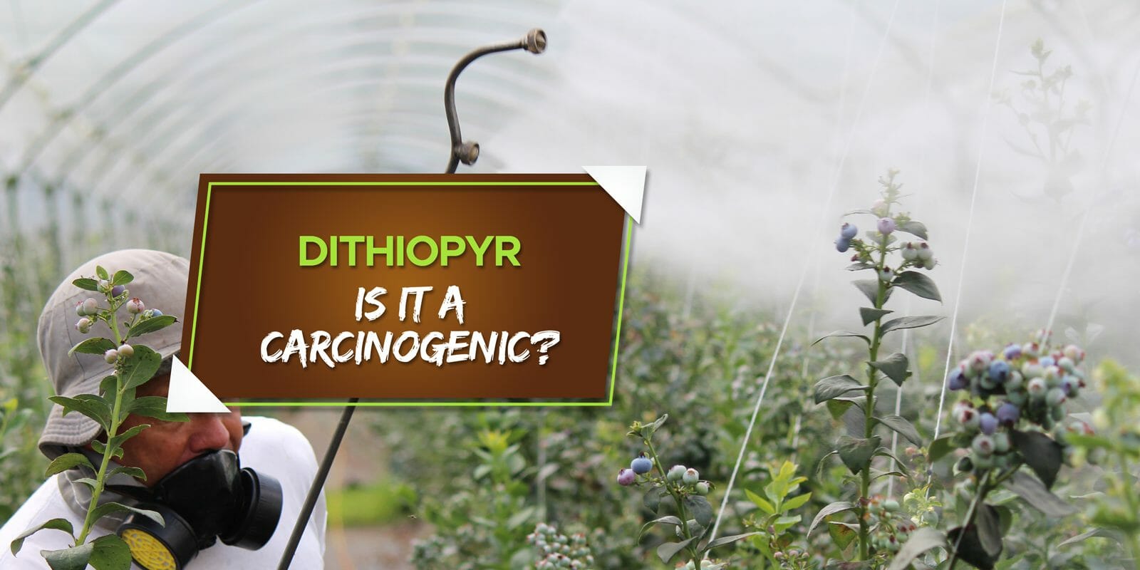 is dithiopyr a carcinogenic