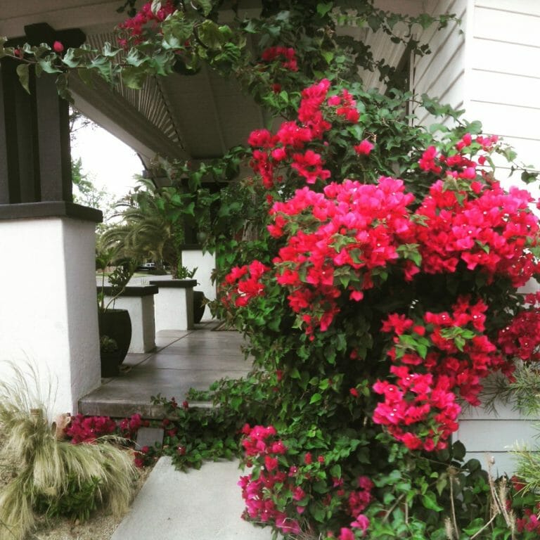 Is Bougainvillea Poisonous to Cats? [Read On!] - Grow Your Yard