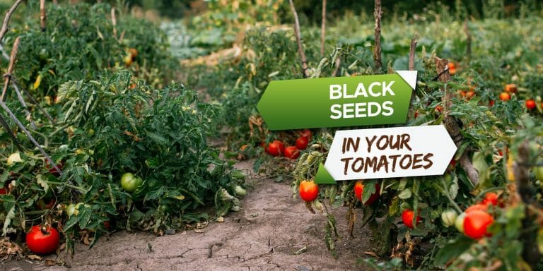 can tomatoes have black seeds