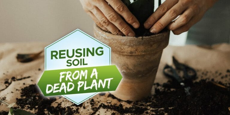 can you reuse soil from a dead plant
