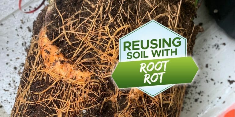 can you reuse soil with root rot