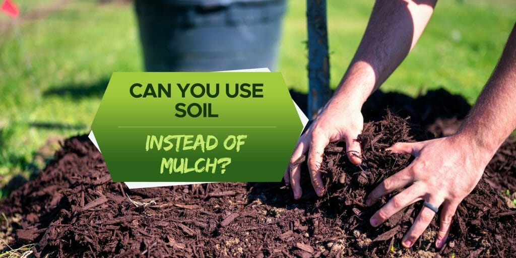 Can You Use Soil Instead of Mulch? [Explained] - Grow Your Yard