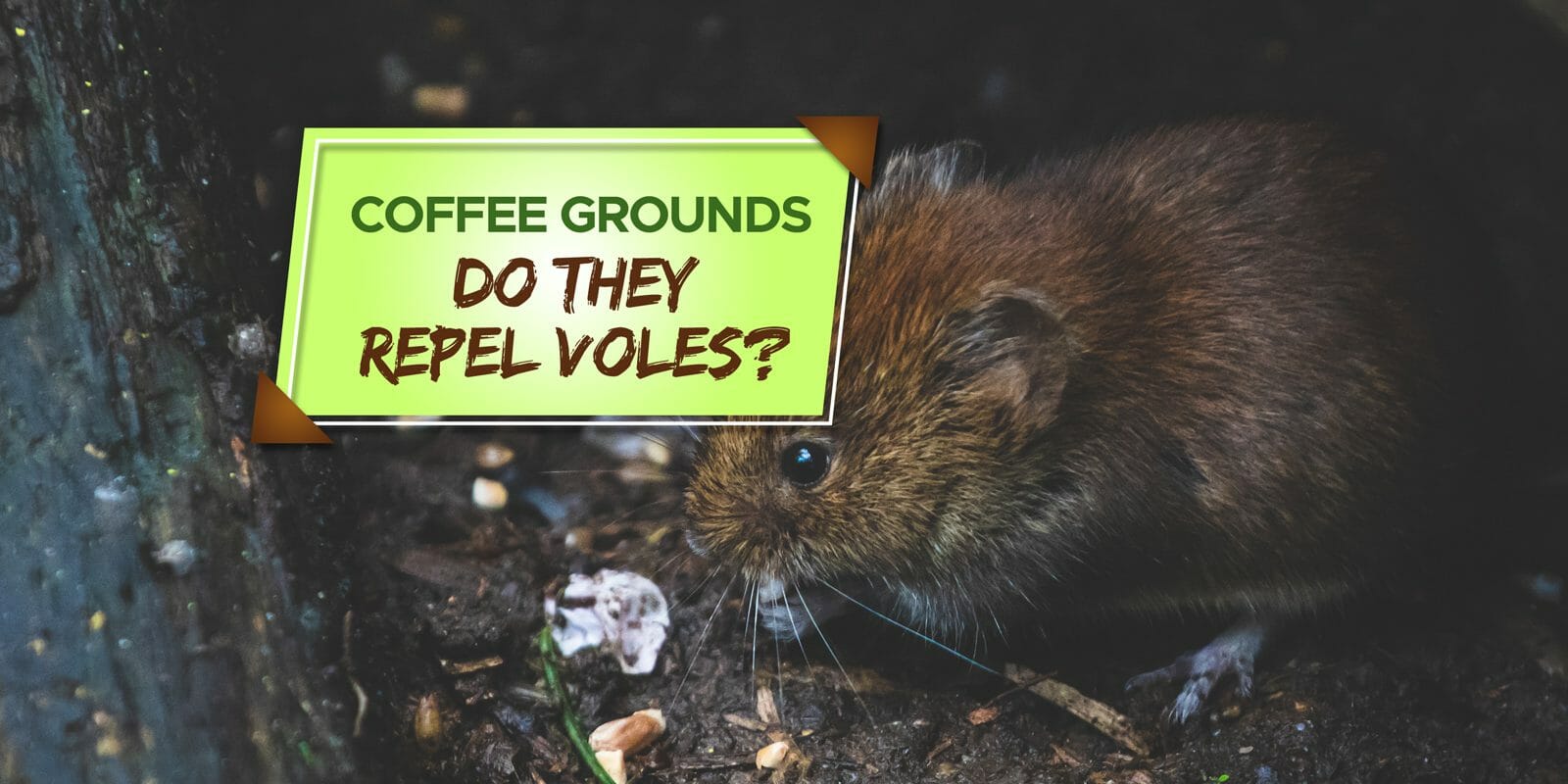 do coffee grounds repel voles
