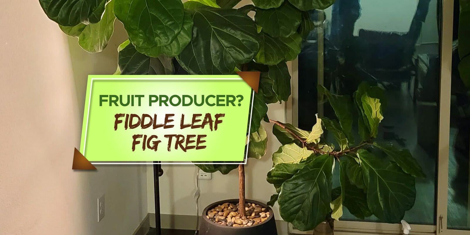 do fiddle leaf fig trees produce fruit