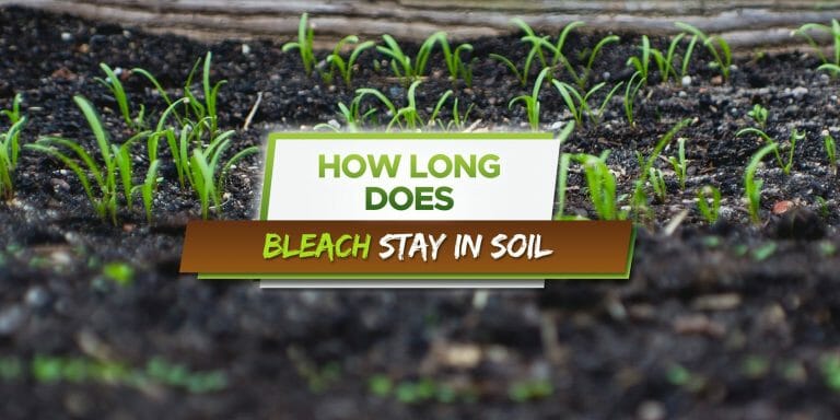how long does bleach stay in soil