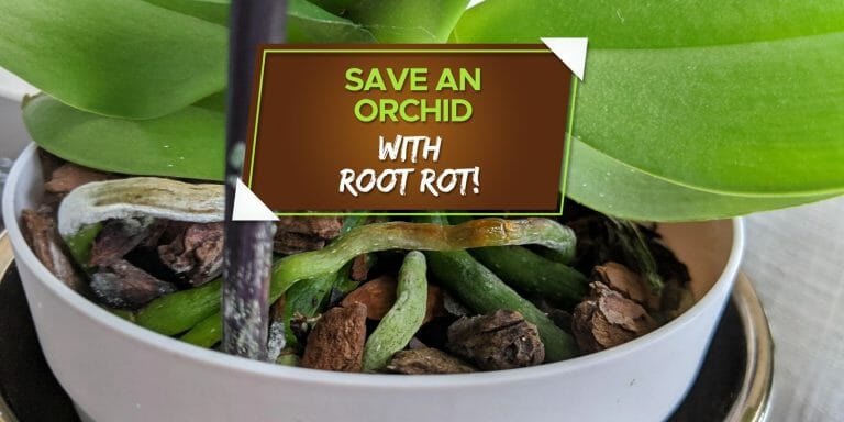 how to save an orchid with root rot