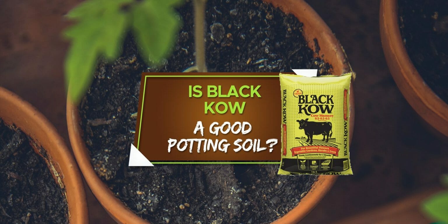 Can You Use Black Kow as Potting Soil? [Explained] Grow Your Yard