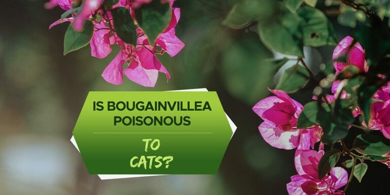 is bougainvillea poisonous to cats