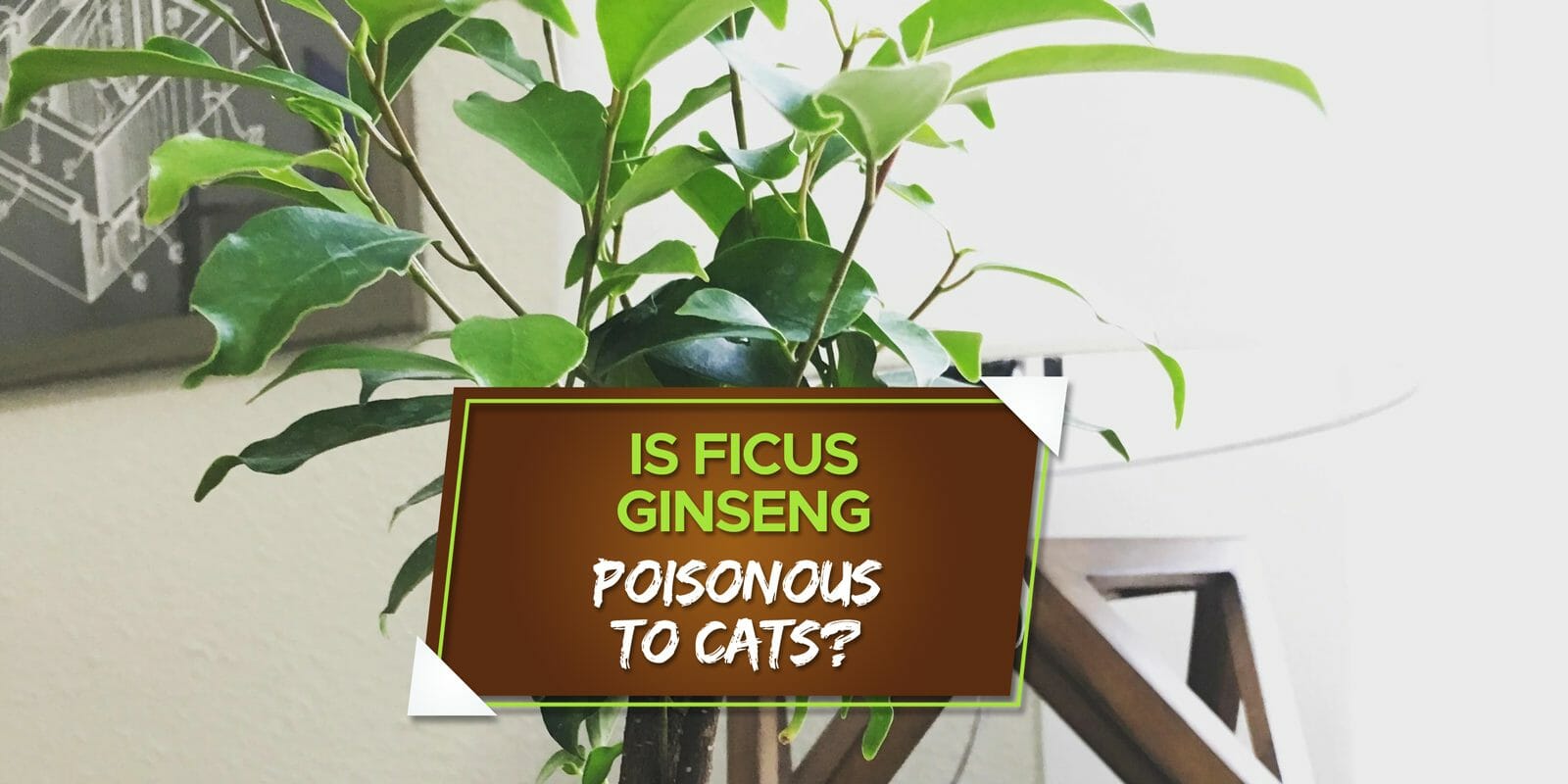 is ficus ginseng poisonous to cats
