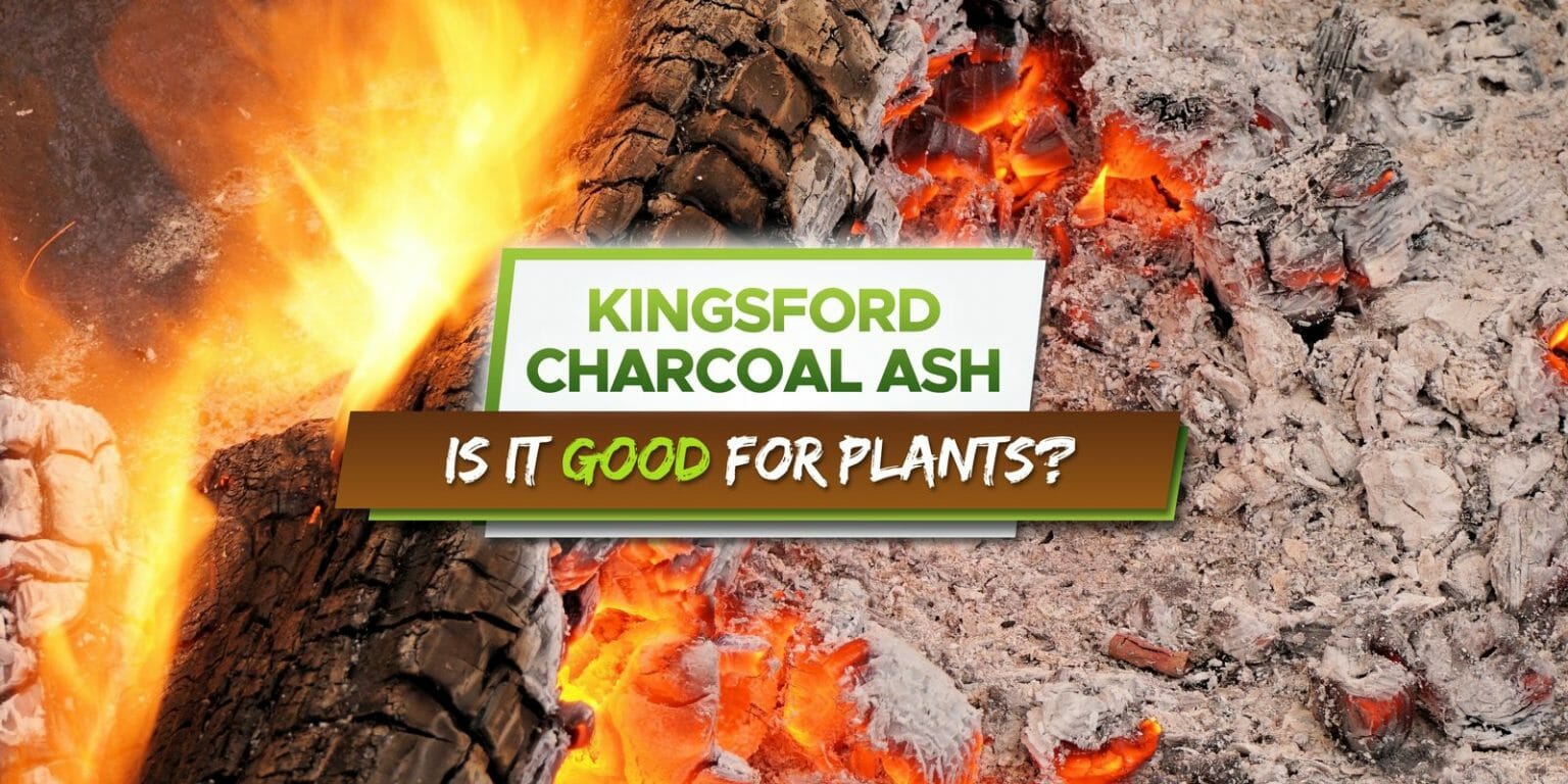 Is Kingsford Charcoal Ash Good For Plants? [Explained] Grow Your Yard