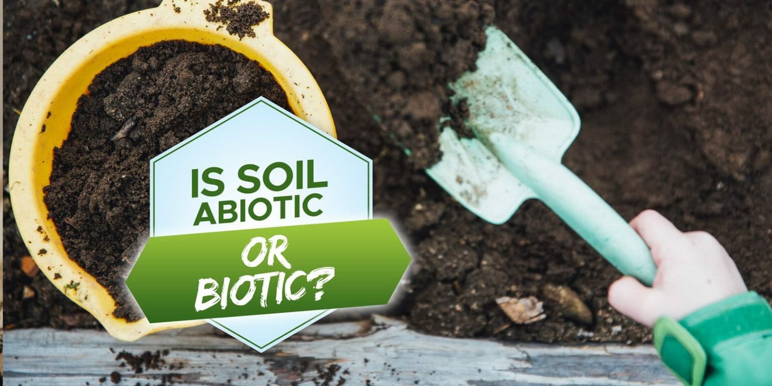 Is Soil Abiotic or Biotic? [Learn The Nuances!] - Grow Your Yard