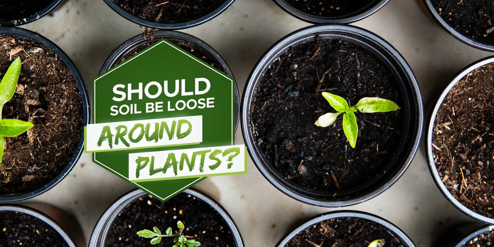 should i loosen soil around plants