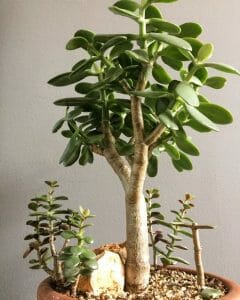 Jade Plant Benefits: 6 Reasons You Must Get a Jade Plant! - Grow Your Yard