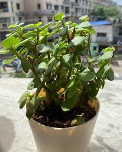 Jade Plant Benefits: 6 Reasons You Must Get a Jade Plant! - Grow Your Yard