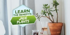 Jade Plant Benefits: 6 Reasons You Must Get a Jade Plant! - Grow Your Yard