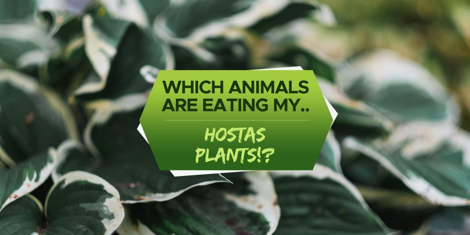 What Animals Eat Hostas Plants [The Culprits & Solutions!] Grow Your Yard