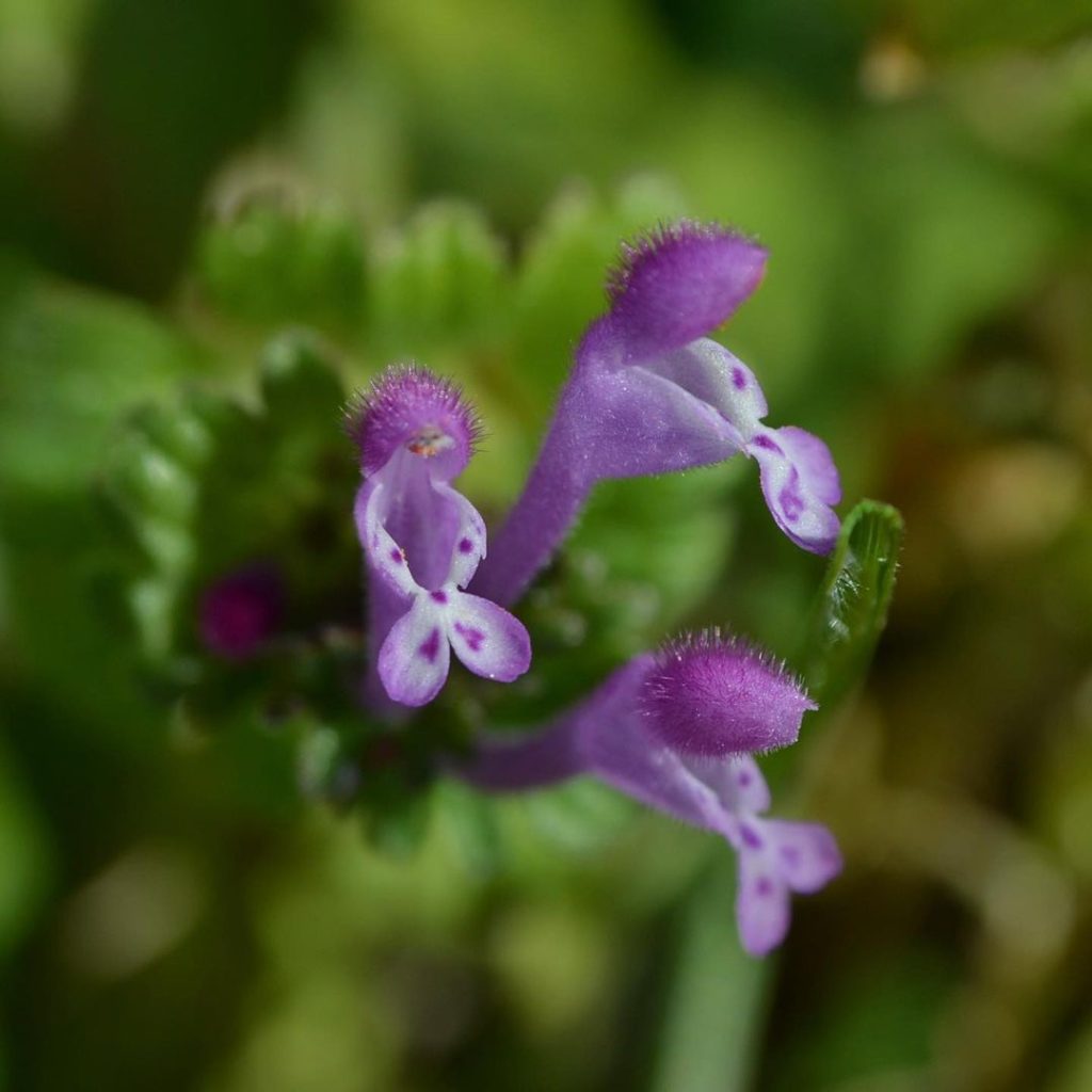 24 Weeds With Purple Flowers To Identify In Your Garden - Grow Your Yard