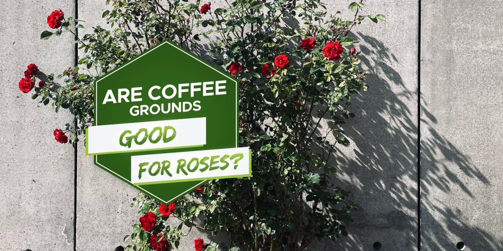 are coffee grounds good for roses