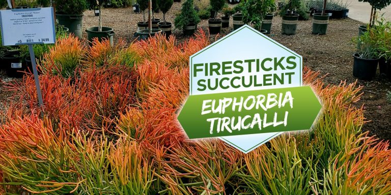 Firesticks Succulent Euphorbia Tirucalli
