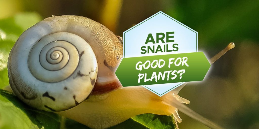 are snails good for plants