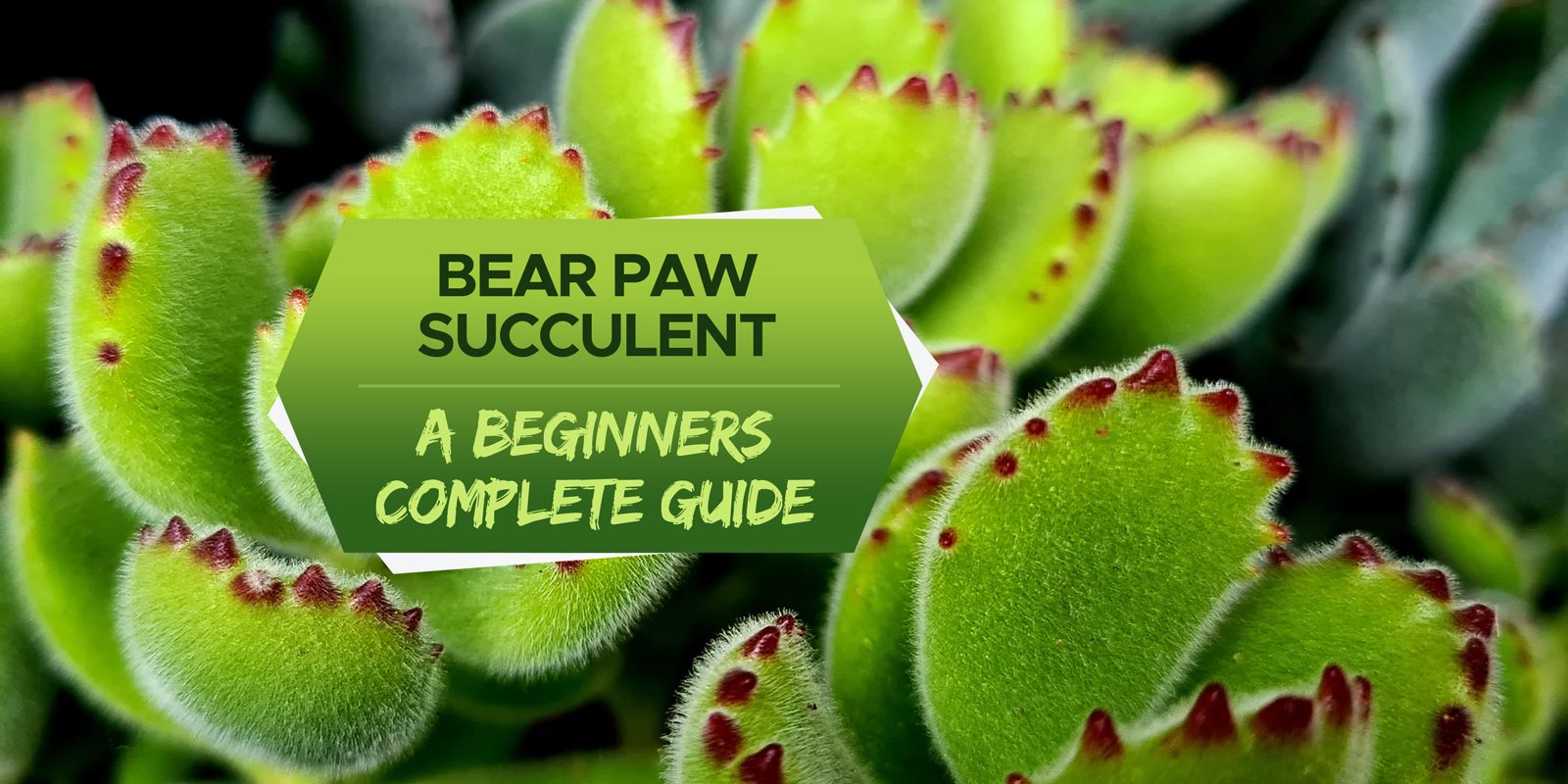 Bear Paw Succulent Care Guide Tips and Tricks for Keeping Your Plant