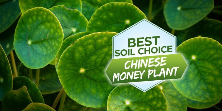 best soil for chinese money plant