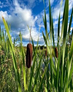 Plants That Look Like Corn Dogs [5 Amazing Plants!] - Grow Your Yard