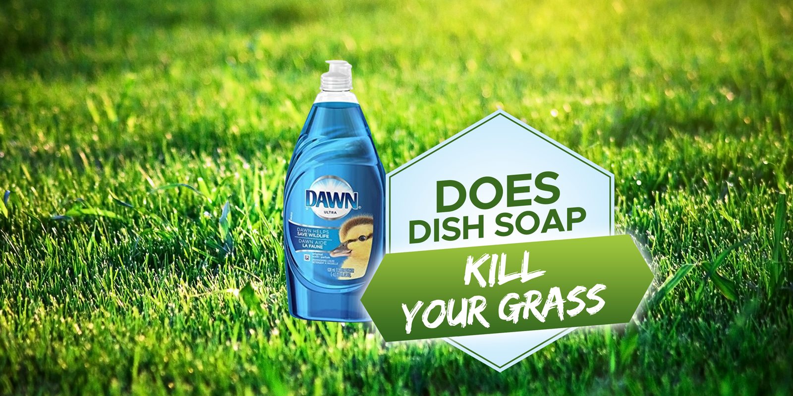 What is the Effect of Dish Soap on Lawns? [Does It Kill Your Grass