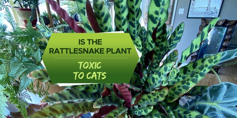 rattlesnake plant toxic to cats