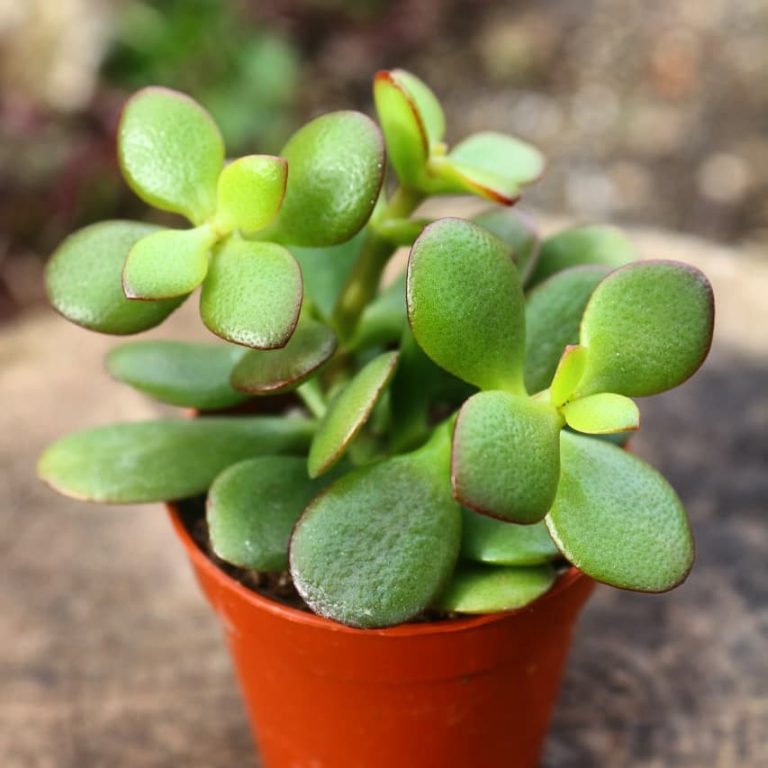 17 Types of Jade Plants [Amazing Succulents!] - Grow Your Yard