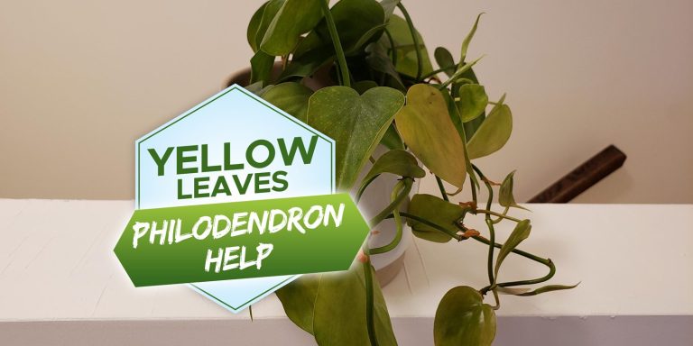 philodendron leaves turning yellow