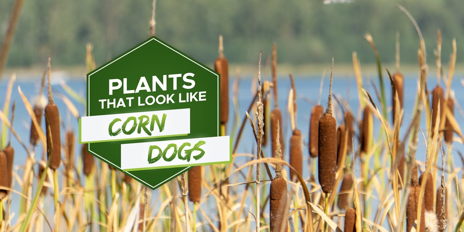 plants that look like corn dogs