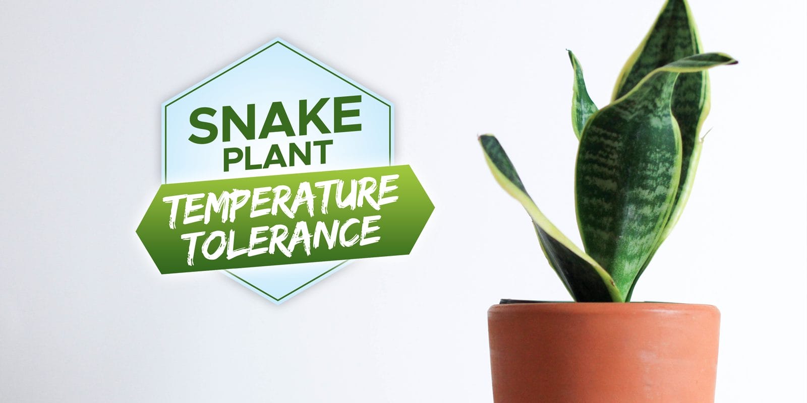 snake plant temperature tolerance